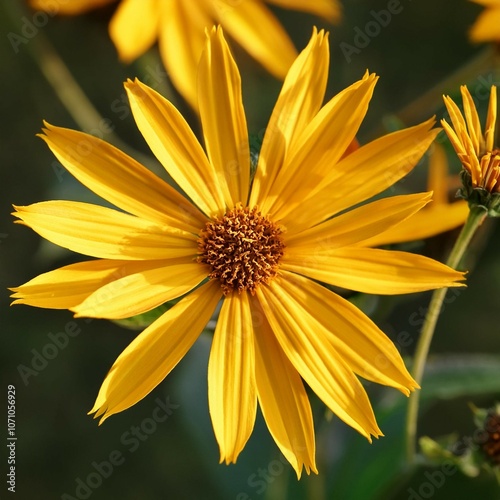 jerusalem artichoke helianthus tuberosus yellow flowers closeup selective focus photo