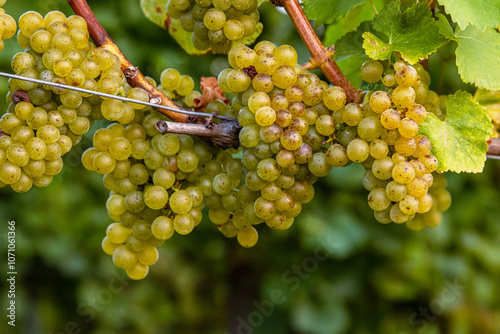 Foto Clusters of ripe fresh golden grapes on the vine, ready for harvesting