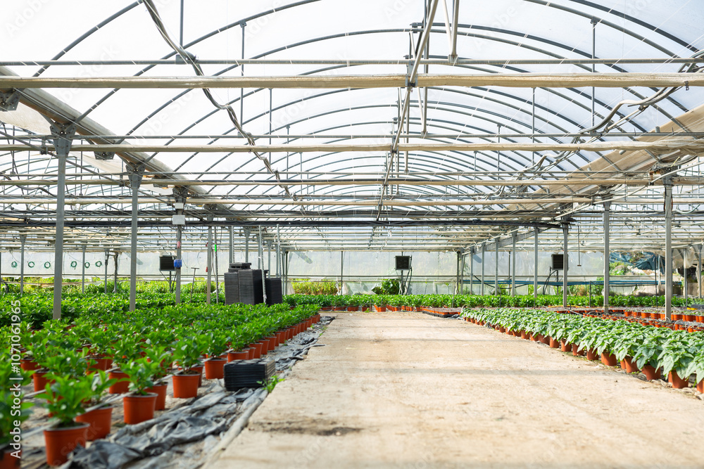 Overview view of the greenhouse with plants growing in pots, displayed in a row Overview view of the greenhouse with plants growing in pots, displayed in a row