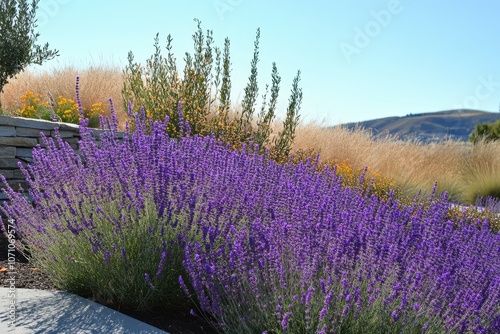 Blooming Russian Sage in arid terrain