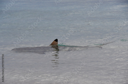 Blacktip Reef Shark in Indian Ocean - Carcharhinus melanopterus