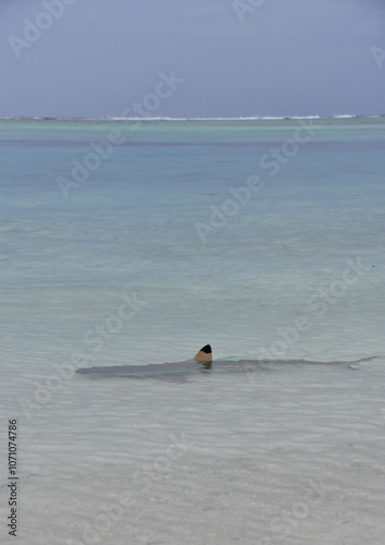 Blacktip Reef Shark in Indian Ocean - Carcharhinus melanopterus photo