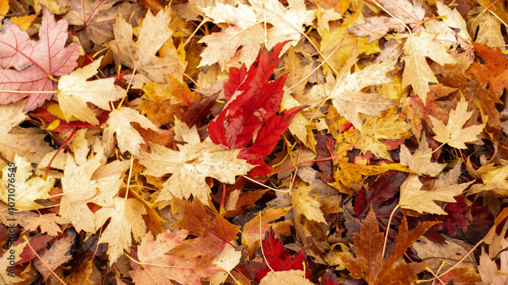 Autumn, leaf, fall, nature, yellow, maple, season, tree, red, foliage, colorful, texture, forest, fallen, park, seasonal, ground, gold, bright Autumn, leaf, fall, nature, yellow, maple, season, tree, red, foliage, colorful, texture, forest, fallen, park, seasonal, ground, gold, bright