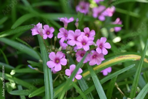 Flowers in the backyard