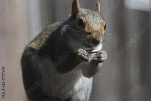 Squirrel Outside my office Window