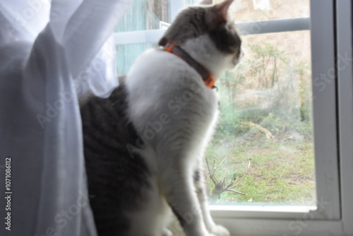 Cat Sitting in Window