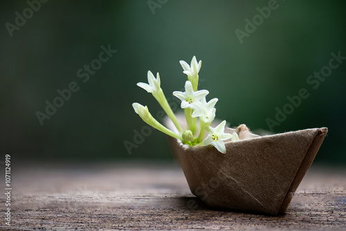 Night Jessamine or Cestrum Nocturnum branch flowers on brown paper boat and on natural background.