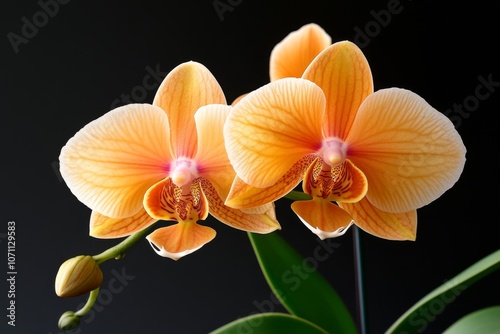A delicate orchid in full bloom with soft, pastel colors, showcasing the intricate petal patterns