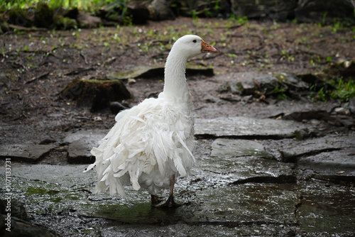 Close-up of a Sebastopol Goose