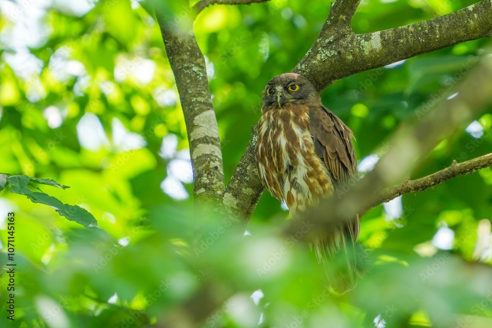 鋭い目つきで周囲を警戒する子育て中のアオバズク親鳥 鋭い目つきで周囲を警戒する子育て中のアオバズク親鳥