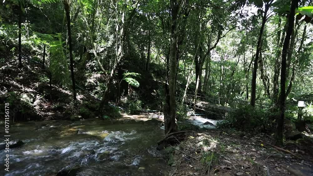 Nature video background of a rainforest atmosphere with a rainbow after the rain, dew on the leaves, cool and refreshing air surrounded by big mountains. Nature video background of a rainforest atmosphere with a rainbow after the rain, dew on the leaves, cool and refreshing air surrounded by big mountains.