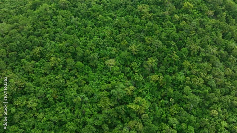 aerial view of dark green forest Abundant natural ecosystems of rainforest. Concept of nature forest preservation and reforestation aerial view of dark green forest Abundant natural ecosystems of rainforest. Concept of nature forest preservation and reforestation
