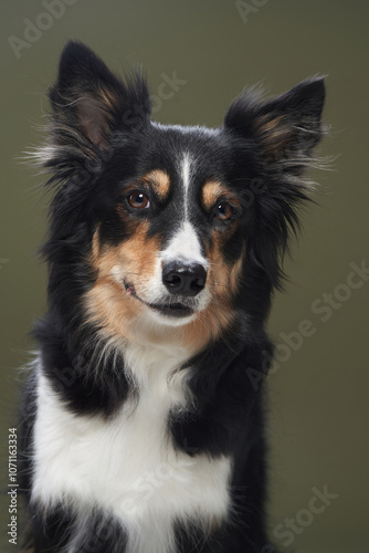 A close-up portrait of a border collie, capturing its alert and focused expression. The dog attentive posture is highlighted against a simple background.