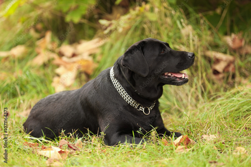 Adorable Labrador Retriever dog lying on green grass Adorable Labrador Retriever dog lying on green grass