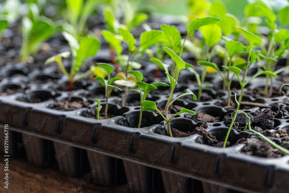 A container filled with little plants in the soil