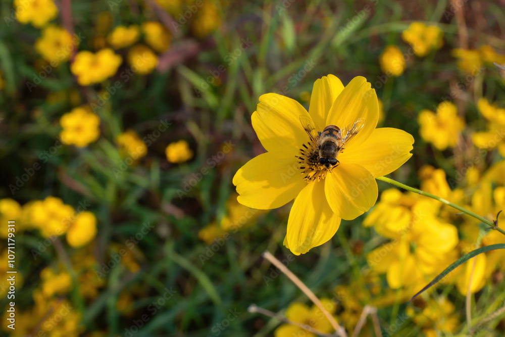 Fototapeta premium Yellow cosmos and a bee sucking its nectar
