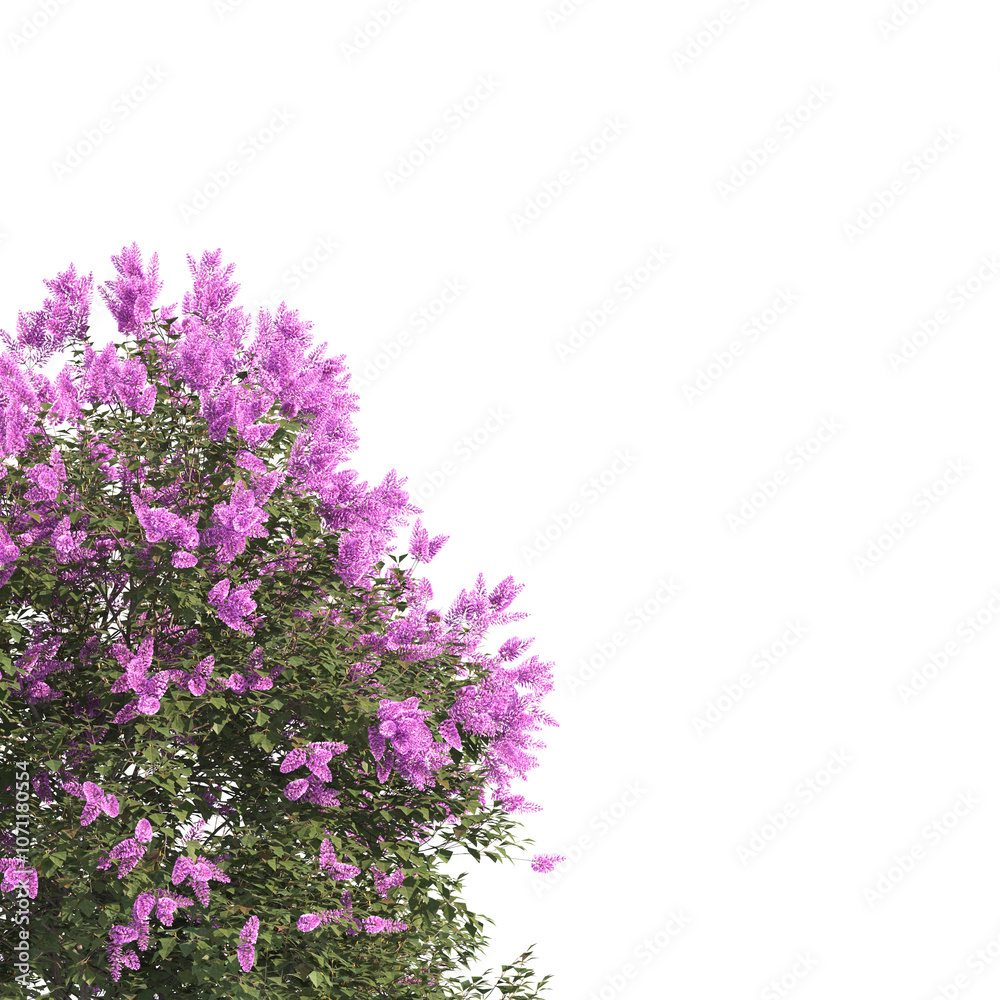 Corner flower bush isolated on transparent background. Single flower fence bush. green shrub tree isolated on transparent background. pink flower bush branch with green leaves png. shrub png. Corner flower bush isolated on transparent background. Single flower fence bush. green shrub tree isolated on transparent background. pink flower bush branch with green leaves png. shrub png.