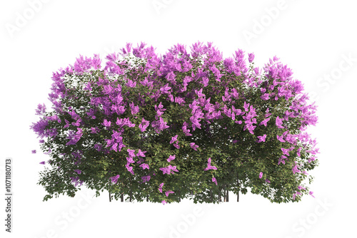 flower bush isolated on transparent background. Single Tropical plant purple flower fence bush green shrub tree transparent on white background. purple flower bush with green leaves png.