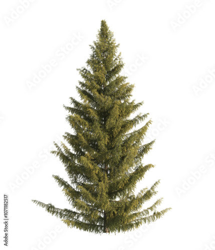 Spruce tree isolated on transparent background. single Conifer tree isolated on transparent background. Fir tree isolated transparent background. Pine tree transparent png. spruce tree transparent png