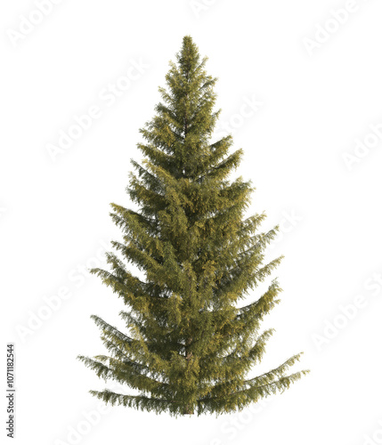 Spruce tree isolated on transparent background. single Conifer tree isolated on transparent background. Fir tree isolated transparent background. Pine tree transparent png. spruce tree transparent png