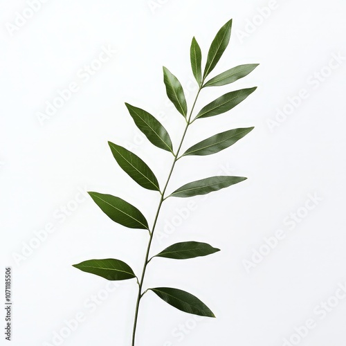 Plant leaf creativity vegetation, white background.