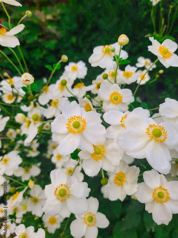 white daisies in a garden white daisies in a garden