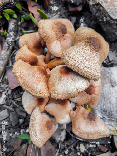 Amanita Rubescens Wild Mushroom Wild Mushroom growing near backyard trash burner photo