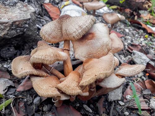 Amanita Rubescens Wild Mushroom Wild Mushroom growing near backyard trash burner photo