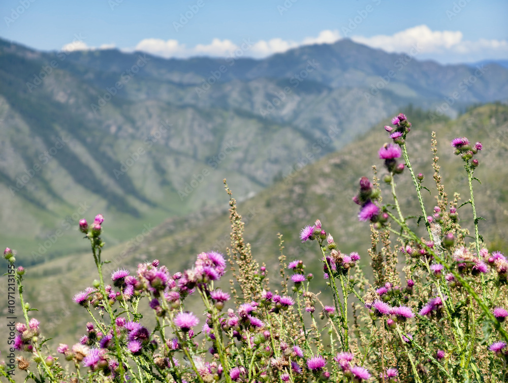 Fototapeta premium View on Altai valley from mountain pass Chike-Taman. Cirsium bushes are on foreground.