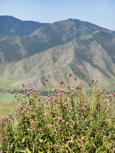 View on Altai valley from mountain pass Chike-Taman. Cirsium bushes are on foreground. photo