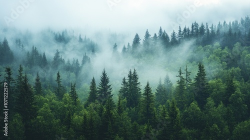 Misty Forest Landscape