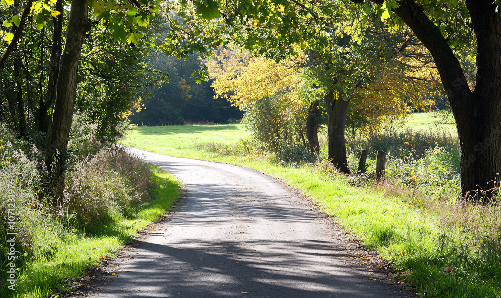 Fototapeta premium path in the forest-generative ai