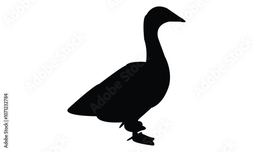 Swan Silhouette And Vector Illustration. 