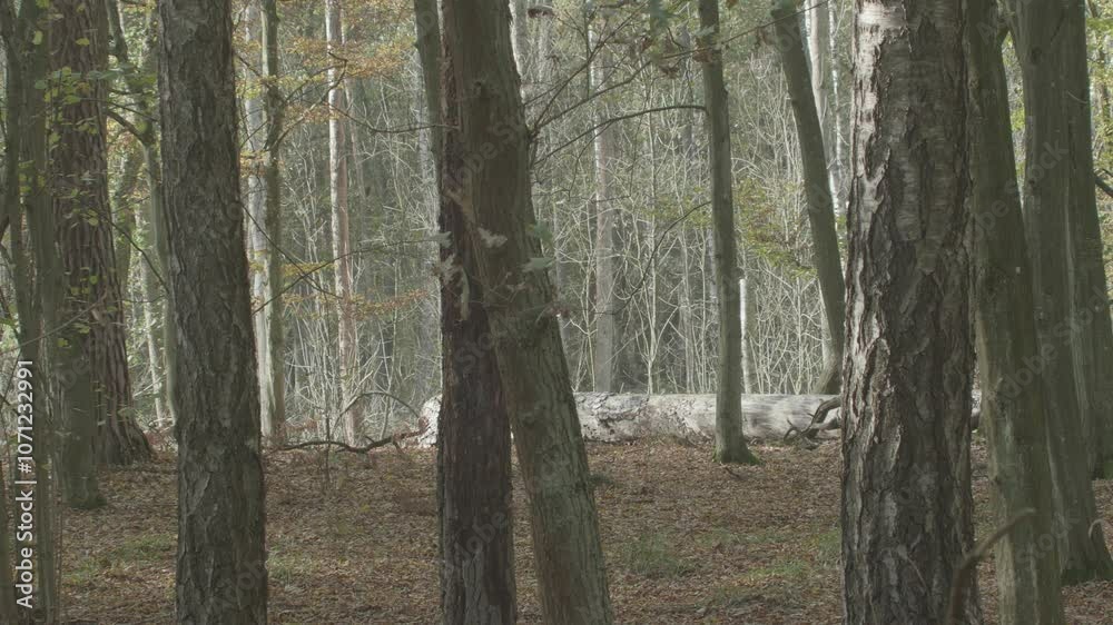 Nature Is Cool series forest in autumn Nature Is Cool series forest in autumn