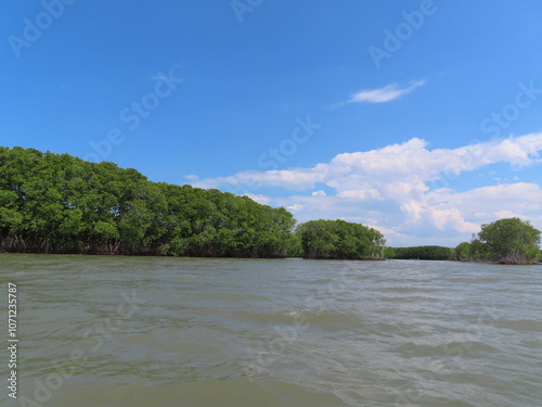 mangrove plants in coastal habitat photo