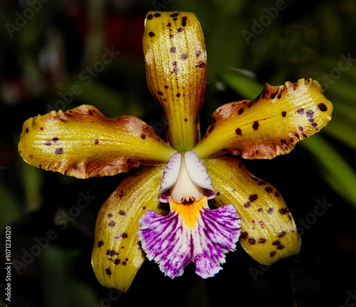 A photo of a beautiful golden spotted Cattleya Jungle Elf x schilleriana orchid hybrid in bloom. photo