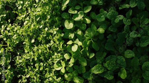 Lush Greenery of Various Leafy Plants in Sunlight