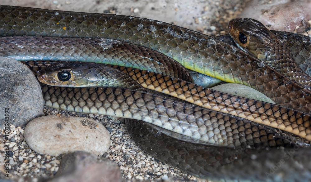 Obraz premium The Indo-Chinese rat snake (Ptyas korros) is a non-venomous, fast-moving snake found in South and Southeast Asia. It thrives in diverse habitats like forests, grasslands, and agricultural areas.