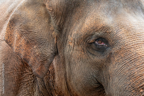 Photography The Sumatran elephant (Elephas maximus sumatranus) is one of four recognized subspecies of the Asian elephant, and native to the Indonesian island of Sumatra