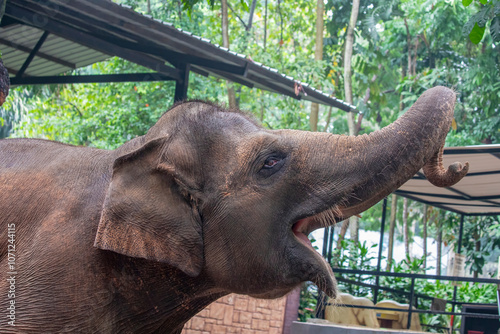 The Sumatran elephant (Elephas maximus sumatranus) is one of four recognized subspecies of the Asian elephant, and native to the Indonesian island of Sumatra. photo