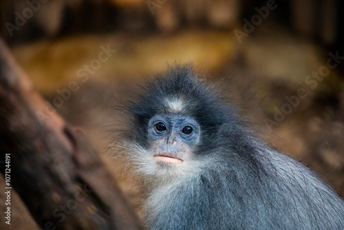 The Javan Surili (Presbytis comata) is a species of primate in the family Cercopithecidae, native to the island of Java in Indonesia.  photo