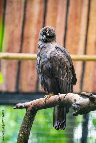 The changeable hawk-eagle (Nisaetus cirrhatus)  is a large bird of prey species of the family Accipitridae.
it is an agile forest-dwelling predator and like many such eagles. photo