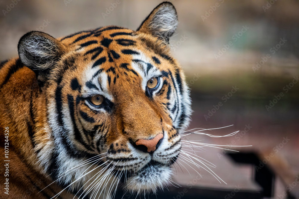 Obraz premium The Bengal tiger (Panthera tigris tigris) was estimated at comprising fewer than 2,500 wild individuals by 2011. The coat is yellow to light orange, with stripes ranging from dark brown to black.
