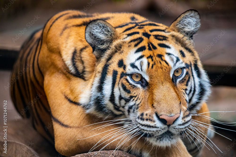 Obraz premium The Bengal tiger (Panthera tigris tigris) was estimated at comprising fewer than 2,500 wild individuals by 2011. The coat is yellow to light orange, with stripes ranging from dark brown to black.
