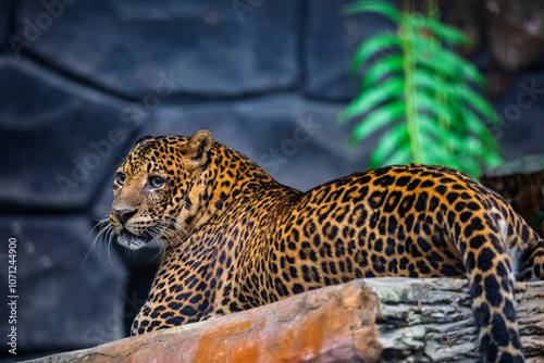 the closeup image of a  Javan leopard (Panthera pardus melas).
It is a leopard subspecies confined to the Indonesian island of Java. It has been listed as Endangered.  photo