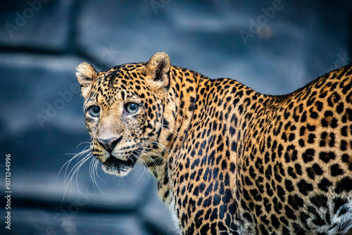 the closeup image of a  Javan leopard (Panthera pardus melas).
It is a leopard subspecies confined to the Indonesian island of Java. It has been listed as Endangered.  photo