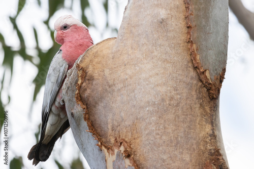 Galah at nest photo