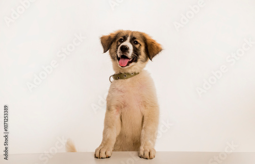 Happy puppy dog with tongue out. Funny dog. Puppy dog with tongue out. Happy puppy dog. Puppy doggy. Vet.