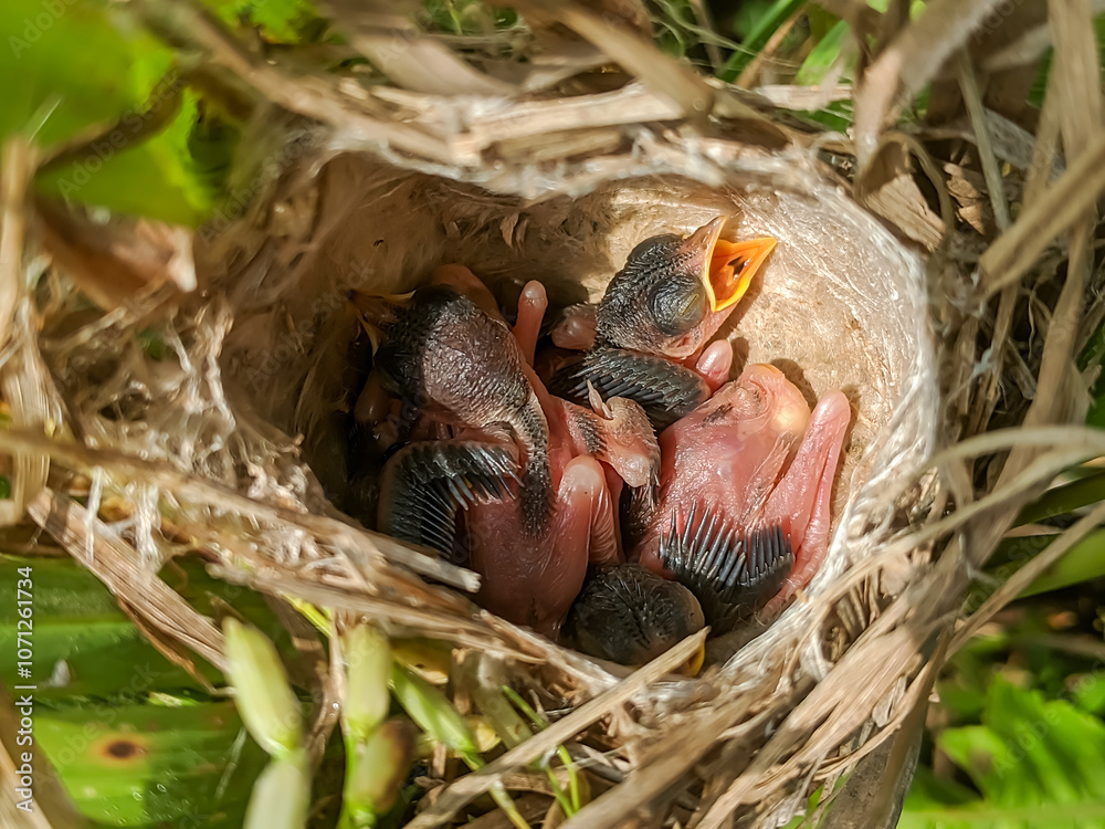 Overhead view of a nest with baby birds nestled inside, surrounded by lush greenery. The open beaks and soft down feathers highlight the tender nature of these newborn creatures. Overhead view of a nest with baby birds nestled inside, surrounded by lush greenery. The open beaks and soft down feathers highlight the tender nature of these newborn creatures.