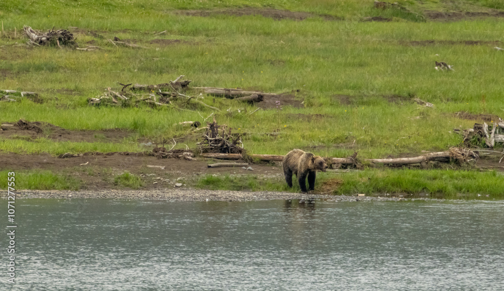 Grizzly Bear With Mouth Open On The Edge Of Lamar River Grizzly Bear With Mouth Open On The Edge Of Lamar River